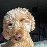 Adley is registered to the contest to win money with this photo: animal, brown_nose, close_up, companion, curly_fur, cute, cute_pet, dog, face, fluffy, furry, indoor, light, mammal, pet, portrait, relaxed, resting, sleepy, sunlight