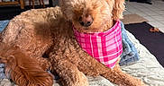 Adley joined the competition — help win amazing prizes! bandana, blanket, close_up, cozy_room, curly_fur, dog, floor_tiles, framed_poster, furniture, golden_doodle, household_items, indoor, jackets, lying_down, pet, pink, quilted_bedspread, relaxed, stool, tail