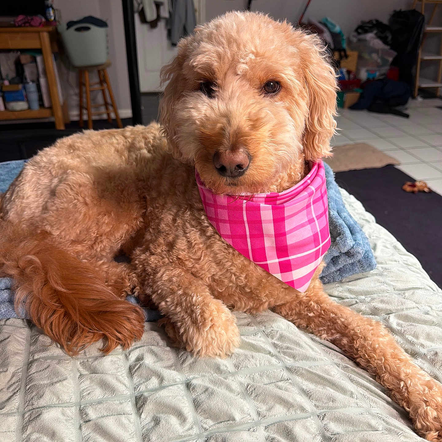 Adley joined the competition — help win amazing prizes! bandana, blanket, close_up, cozy_room, curly_fur, dog, floor_tiles, framed_poster, furniture, golden_doodle, household_items, indoor, jackets, lying_down, pet, pink, quilted_bedspread, relaxed, stool, tail