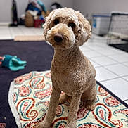 Adley is registered to the contest to win money with this photo: animal, blurred_background, brown_dog, companion, cozy_room, curly_hair, cute, dog, domestic, floor, fluffy, household_items, indoor, looking_at_camera, paisley_pattern, pet, portrait, rug, sitting, tile_floor