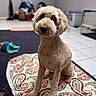 animal, blurred_background, brown_dog, companion, cozy_room, curly_hair, cute, dog, domestic, floor, fluffy, household_items, indoor, looking_at_camera, paisley_pattern, pet, portrait, rug, sitting, tile_floor