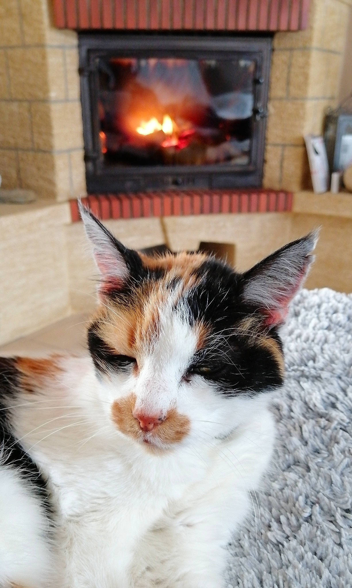 Minette participe au concours pour gagner de l'argent avec cette photo : carnivore, cat, domestic_short_haired_cat, felidae, fire, fire_screen, fireplace, fur, gas, heat, living_room, plant, small_to_medium_sized_cats, snout, tail, tree, whiskers, window, wood, wood_burning_stove
