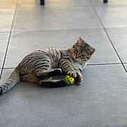 Sushi a rejoint le concours — aidez-le/la à gagner de superbes lots ! cat, tabby, toy, green_ball, floor, tile, indoor, pet, animal, relaxed, playful, fur, whiskers, paws, claws, laying, shadow, background, chair, light