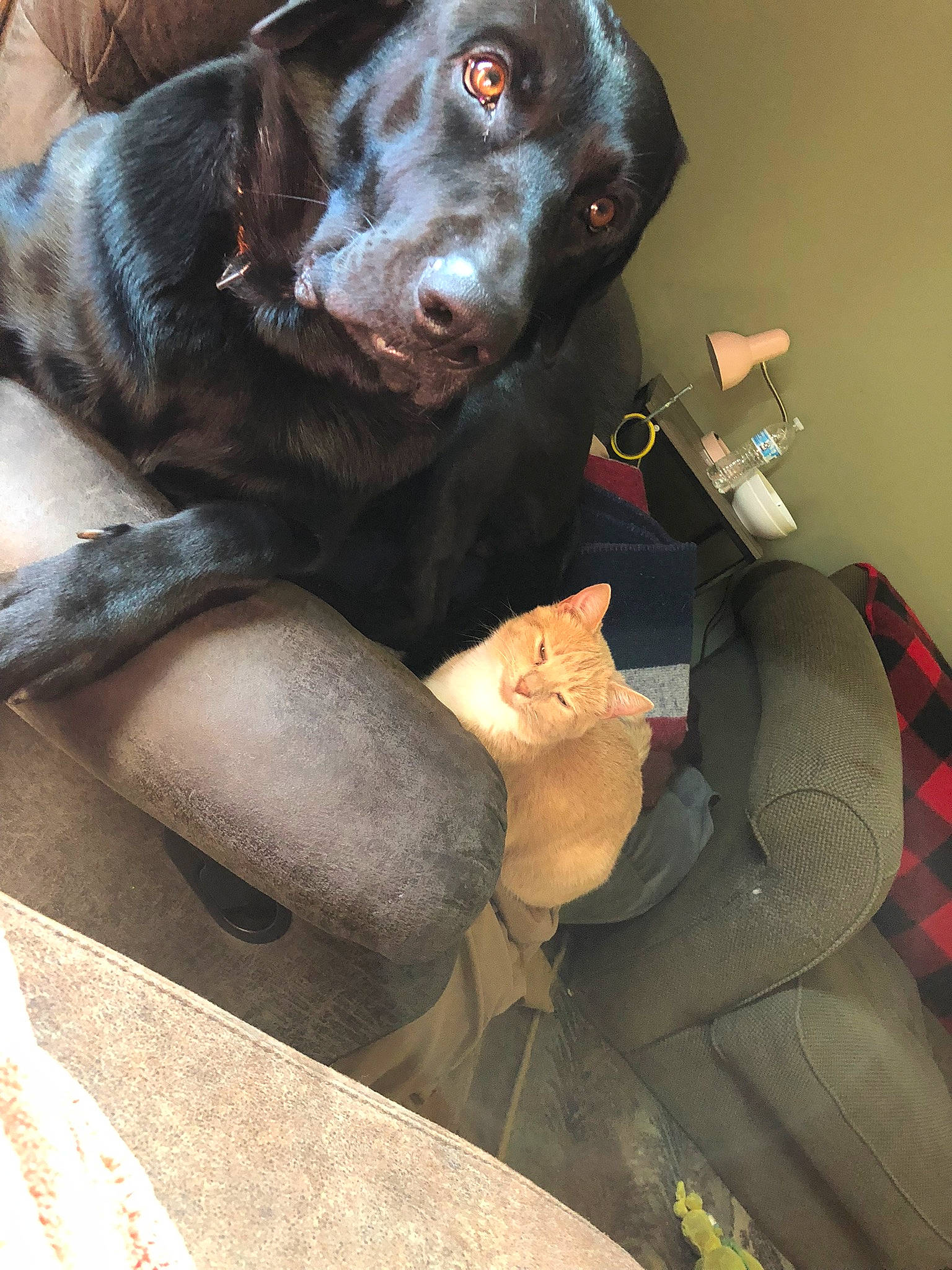 Clover is registered to the contest to win money with this photo: art, borador, canidae, carnivore, collar, companion_dog, dog, dog_breed, dog_collar, fur, gun_dog, liver, personal_protective_equipment, pointing_breed, retriever, sitting, snout, sporting_group, whiskers, working_animal