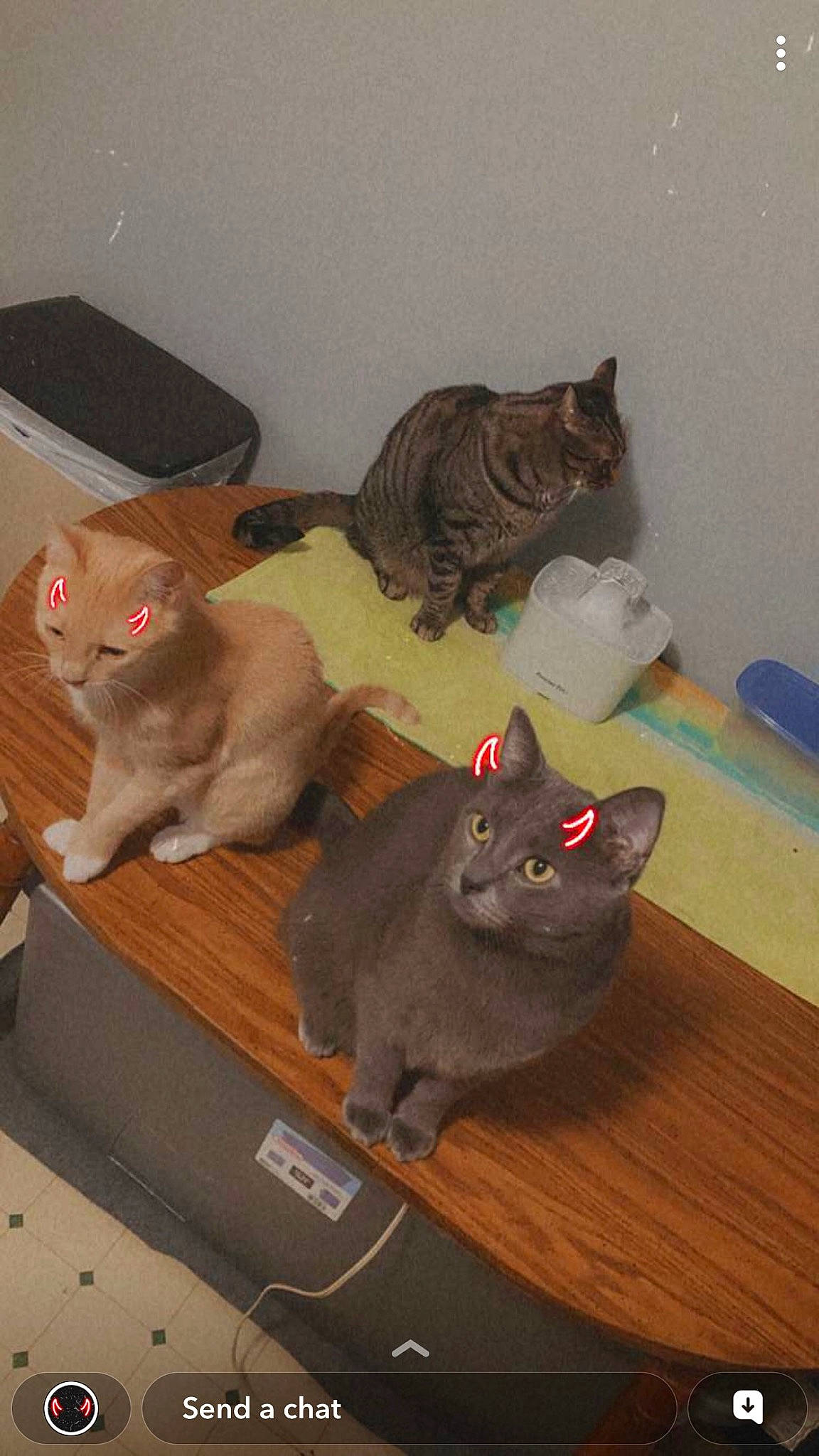 Clover is registered to the contest to win money with this photo: black_cat, box, carnivore, cat, cat_toy, domestic_short_haired_cat, fawn, felidae, flooring, fur, grey, hardwood, room, russian_blue, small_to_medium_sized_cats, tail, whiskers, wood