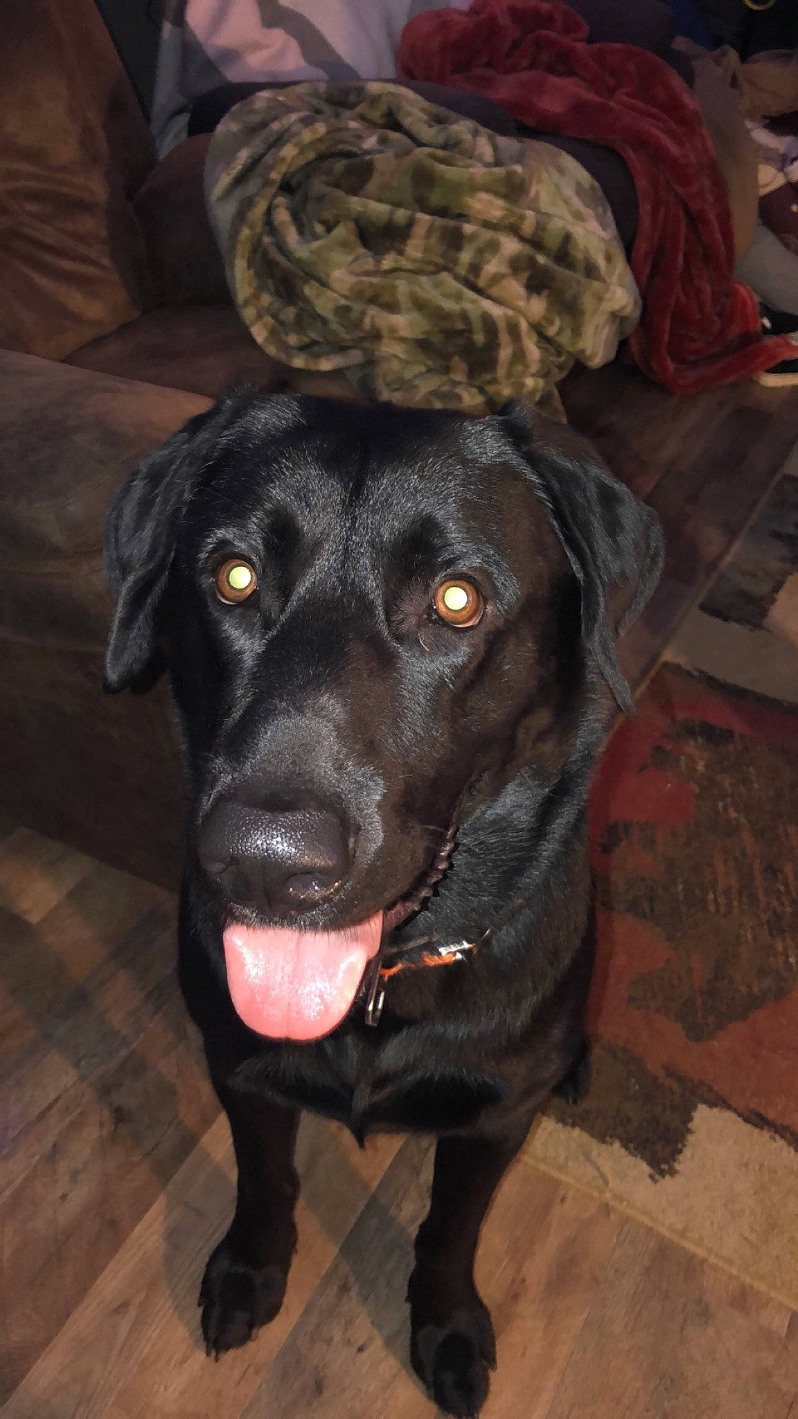 Cooper joined the competition — help win amazing prizes! borador, canidae, carnivore, collar, companion_dog, dog, dog_breed, dog_collar, eye, fur, guard_dog, gun_dog, hat, head, liver, retriever, snout, sporting_group, whiskers, working_animal