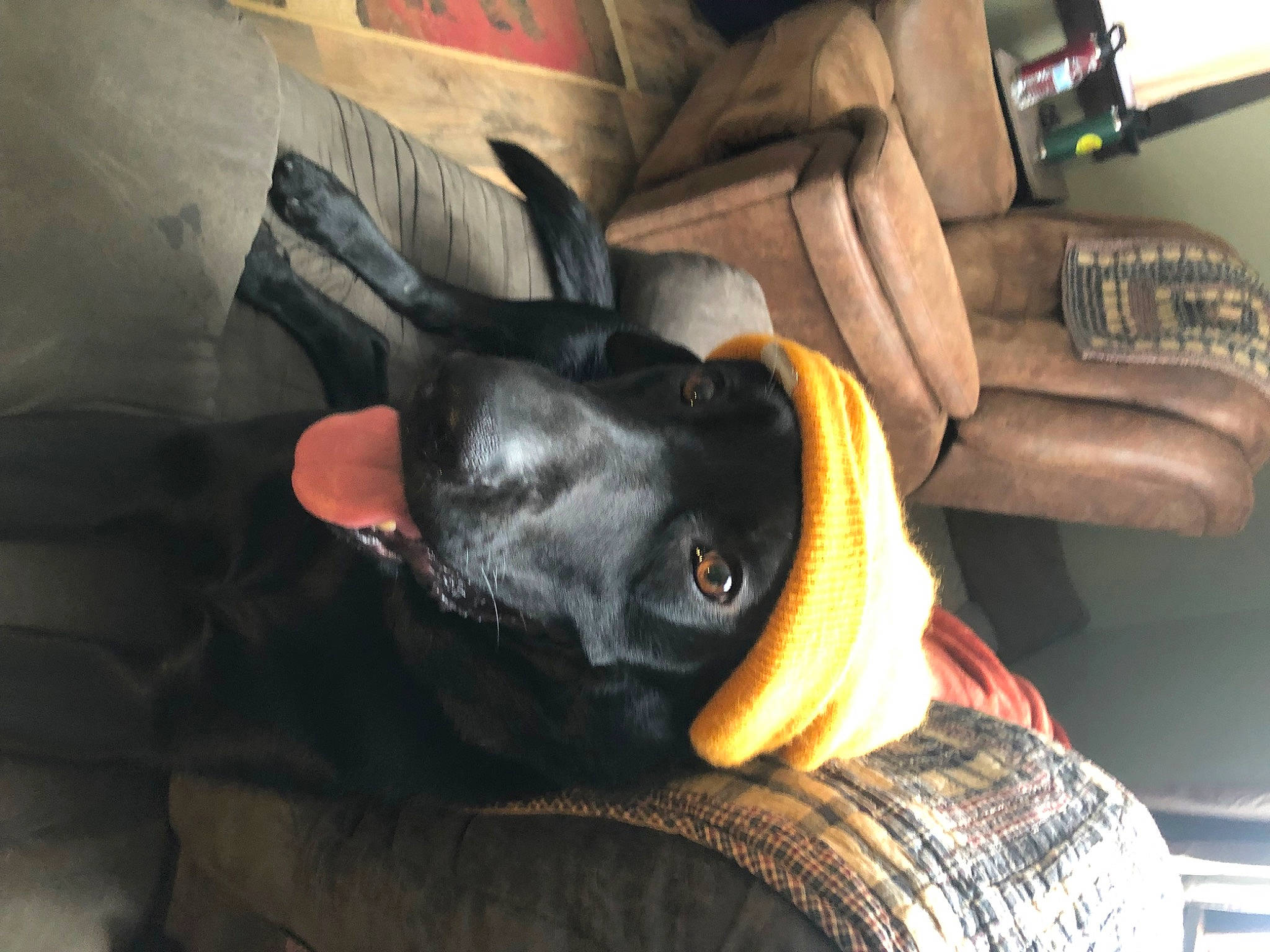 Cooper joined the competition — help win amazing prizes! black_cat, canidae, car_seat, car_seat_cover, carnivore, comfort, companion_dog, couch, dog, dog_breed, ear, felidae, fur, guard_dog, plaid, room, small_to_medium_sized_cats, sporting_group, toy_dog, whiskers