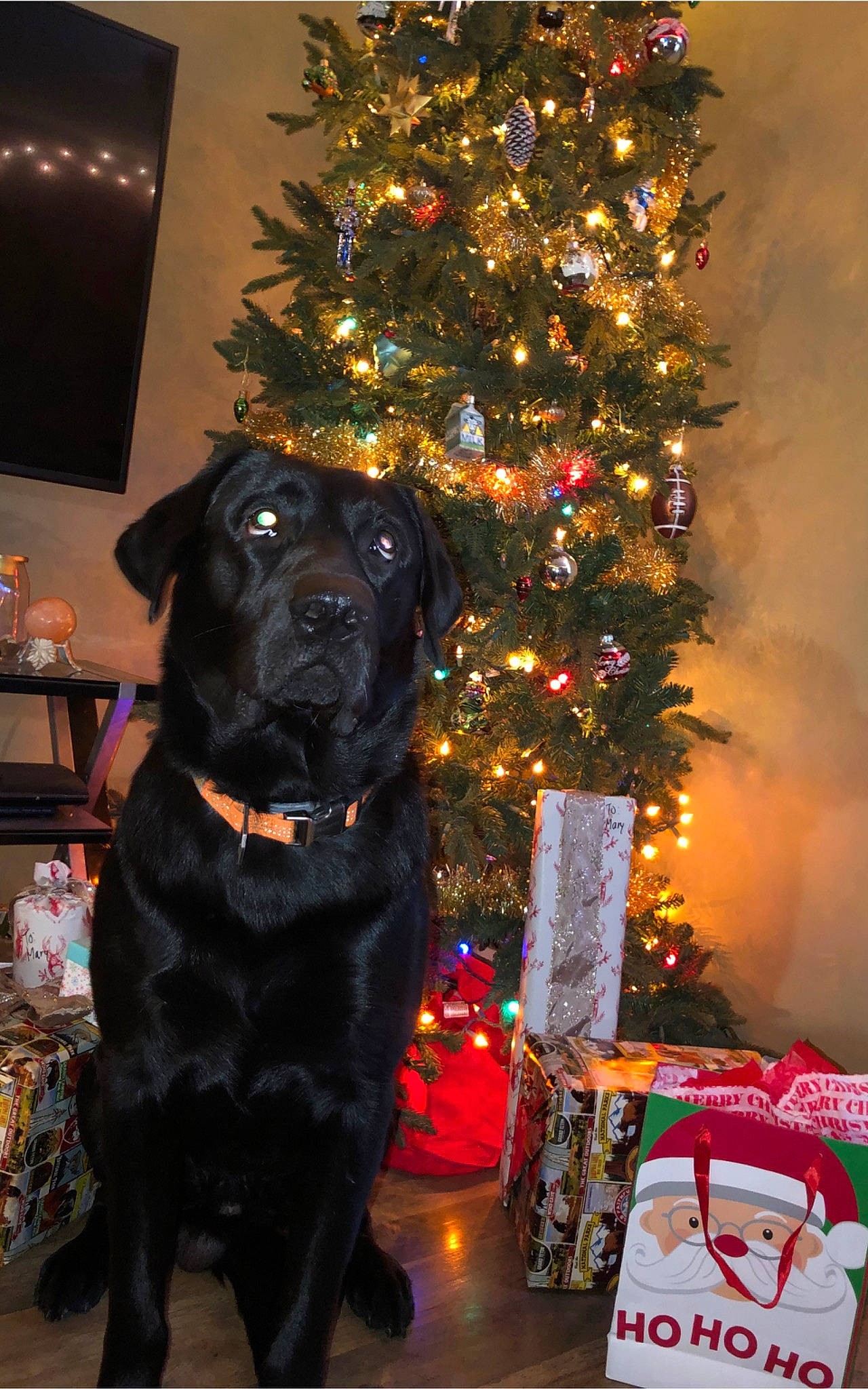 Cooper is registered to the contest to win money with this photo: carnivore, christmas, christmas_decoration, christmas_ornament, christmas_tree, companion_dog, conifer, dog, dog_breed, event, fawn, fur, holiday, holiday_ornament, light, ornament, plant, shelf, tradition, tree