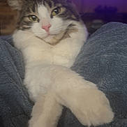 Zelda joined the competition — help win amazing prizes! cat, pet, animal, feline, indoor, blanket, cozy, relaxed, crossed_paws, video_call, person, face, head, soft_texture, home, living_room, couch, furry, cute, portrait