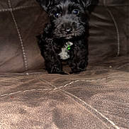 Shuggie is registered to the contest to win money with this photo: animal, black_dog, brown_couch, canine, collar, curious, cute, dog, domestic_animal, fur, furniture, green_tag, indoor, leather_couch, pet, pet_portrait, puppy, small_dog, stitched_couch, young_dog