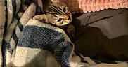 Uma is registered to the contest to win money with this photo: cat, tabby_cat, pet, animal, sleeping, cozy, blanket, striped_blanket, bedding, bedroom, indoors, cuddled, snuggled, furry, whiskers, ears, eyes, portrait, warm_lighting, relaxed