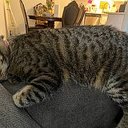 Uma joined the competition — help win amazing prizes! cat, close_up, couch, cute, dining_area, furniture, home, indoor, kitchen, living_room, paws, pet, relaxed, sleeping, sleepy, sofa, striped_fur, tabby_cat, tail, whiskers