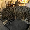 cat, close_up, couch, cute, dining_area, furniture, home, indoor, kitchen, living_room, paws, pet, relaxed, sleeping, sleepy, sofa, striped_fur, tabby_cat, tail, whiskers