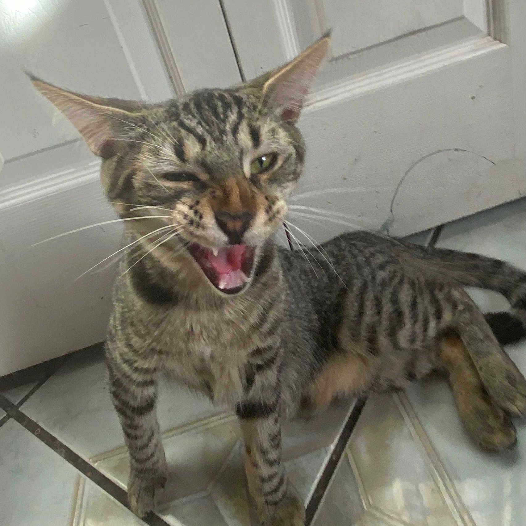 Uma joined the competition — help win amazing prizes! animal, cat, closeup, domestic_animal, ears, funny_expression, green_eyes, indoor, long_tail, meowing, open_mouth, pet, portrait, squinting, standing, striped_fur, tabby_cat, tiled_floor, whiskers, white_door