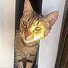 Uma is registered to the contest to win money with this photo: animal, cat, close_up, curious, cute, doorway, ears, eyes, face, feline, indoors, natural_light, pet, photography, portrait, standing, striped_fur, sunlight, tabby, whiskers