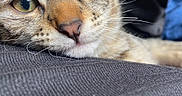 Uma is registered to the contest to win money with this photo: animal, cat, close_up, couch, eyes, fabric, face, feline, fur, golden_eyes, green_eyes, indoor, muzzle, nose, photography, portrait, relaxed, striped_fur, tabby, whiskers