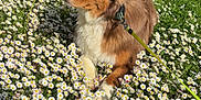 Vince participe au concours pour gagner de l'argent avec cette photo : animal, architecture, building, canine, daisy, dog, field, flower, grass, grassland, herbal, herbs, nature, outdoors, pet, petal, plant, puppy, summer, vegetation