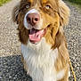 Vince a rejoint le concours — aidez-le/la à gagner de superbes lots ! animal, australian_shepherd, blue_eyes, canine, closeup, dog, fur, grass, gravel_path, happy, leash, mammal, nature, outdoor, pet, smiling, summer, sunlight, tongue_out, walking