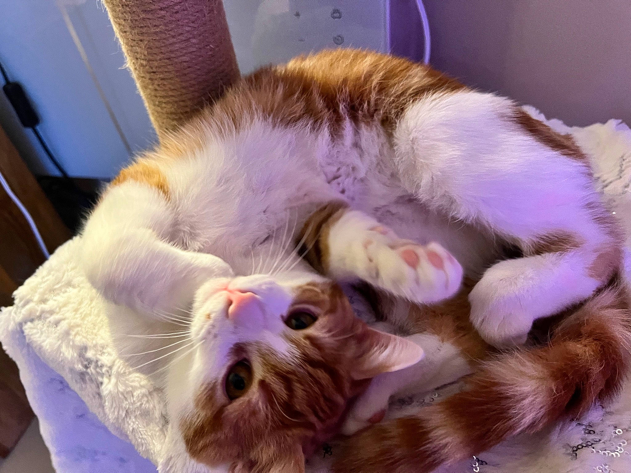 Bobby is registered to the contest to win money with this photo: carnivore, cat, claw, comfort, companion_dog, dog_breed, domestic_short_haired_cat, ear, eye, fawn, felidae, fur, mammal, paw, plant, small_to_medium_sized_cats, snout, tail, toy, whiskers