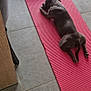 dog, yoga_mat, floor, shoes, rope_toy, curtain, tile, indoor, resting, pet, black_dog, leisure, relaxation, animal, mat, paw, head, toy, home, light