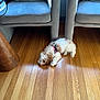 dog, puppy, sleeping, wooden_floor, sunlight, chair, gray_chair, furniture, indoor, pet, small_dog, curly_fur, harness, relaxing, cozy, floor, home, animal, resting, quiet