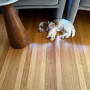 Bentley joined the competition — help win amazing prizes! dog, puppy, sleeping, wood_floor, chair, furniture, indoor, pet, curly_fur, relaxing, cozy, brown_and_white, collar, home, sunlight, quiet, calm, small_dog, flooring, modern