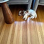 dog, puppy, sleeping, wood_floor, chair, furniture, indoor, pet, curly_fur, relaxing, cozy, brown_and_white, collar, home, sunlight, quiet, calm, small_dog, flooring, modern