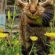 Mya a rejoint le concours — aidez-le/la à gagner de superbes lots ! animal, cat, close_up, curious, dandelions, face, flora, fur, garden, grass, green_eyes, mammal, nature, outdoor, plant, portrait, tabby_cat, whiskers, wood, yellow_flowers