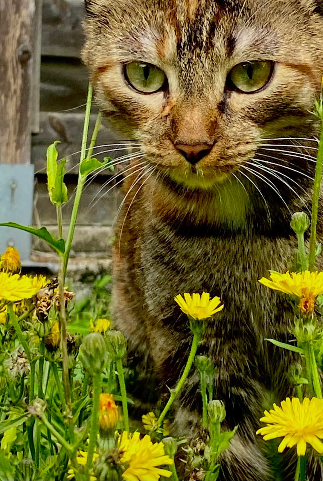Mya