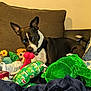 Rayna is registered to the contest to win money with this photo: animal, black_and_white, blanket, bone_toy, brown_cushion, cheerful, collar, couch, cozy, dog, ears, fur, indoor, pet, playing, plush_toy, relaxed, snout, tail, toy