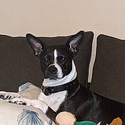 Rayna joined the competition — help win amazing prizes! animal, black_and_white, collar, comfort, couch, cute, dog, domestic_animal, ears_up, face, fur, home, indoor, pet, pillow, relaxed, resting, sitting, stuffed_toy, toy