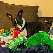 Rayna joined the competition — help win amazing prizes! dog, black_and_white, plush_toys, couch, indoor, pet, playful, collar, red_toy, green_toy, blanket, brown_cushion, relaxed, animal, home, cute, ears_up, looking_at_camera, tail, comfort