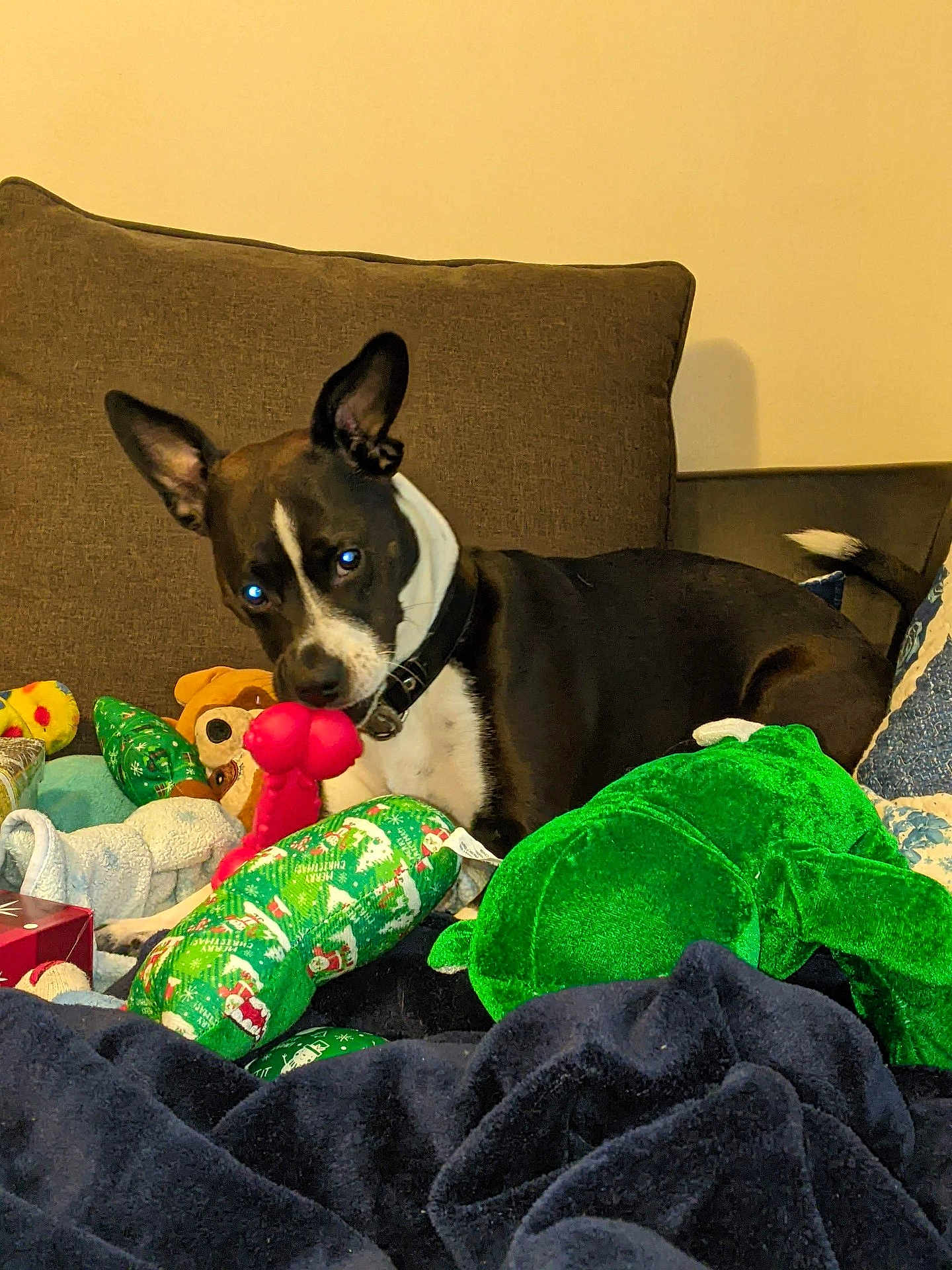 Rayna joined the competition — help win amazing prizes! dog, black_and_white, plush_toys, couch, indoor, pet, playful, collar, red_toy, green_toy, blanket, brown_cushion, relaxed, animal, home, cute, ears_up, looking_at_camera, tail, comfort