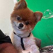 Barney joined the competition — help win amazing prizes! dog, pomeranian, pet, indoor, fur, animal, curious, head_tilt, brown, white, harness, close_up, cute, small_dog, glasses, table, wall_art, green_wall, furniture, home