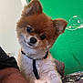 dog, pomeranian, pet, indoor, fur, animal, curious, head_tilt, brown, white, harness, close_up, cute, small_dog, glasses, table, wall_art, green_wall, furniture, home