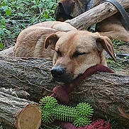 Tayron participe au concours pour gagner de l'argent avec cette photo : animal, brown_dog, canine, collar, companion, dog, forest_floor, grass, greenery, log, nature, outdoor, peaceful, pet, plaything, relaxing, resting, sleeping, toy, wood