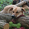 animal, brown_dog, canine, collar, companion, dog, forest_floor, grass, greenery, log, nature, outdoor, peaceful, pet, plaything, relaxing, resting, sleeping, toy, wood