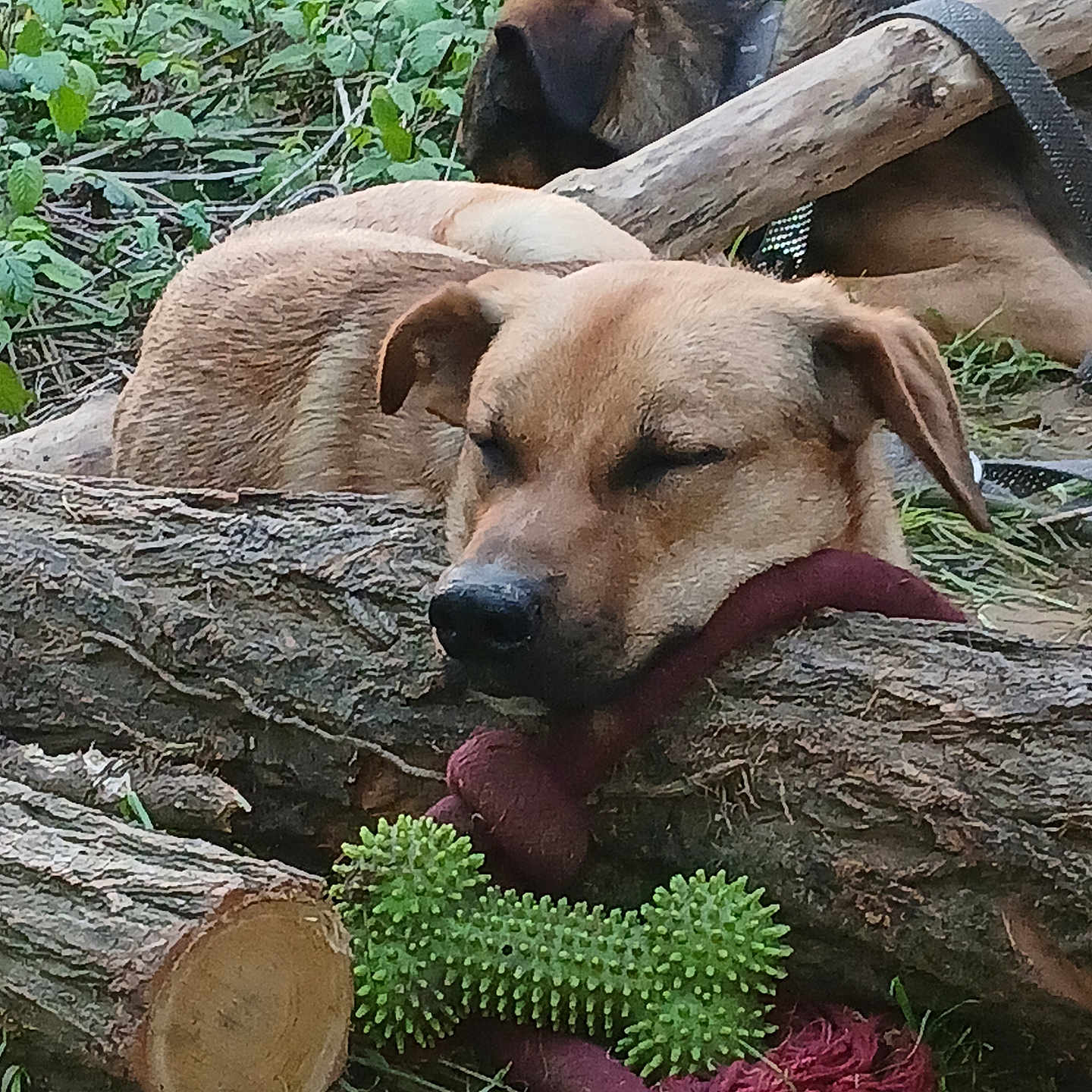 Tayron participe au concours pour gagner de l'argent avec cette photo : animal, brown_dog, canine, collar, companion, dog, forest_floor, grass, greenery, log, nature, outdoor, peaceful, pet, plaything, relaxing, resting, sleeping, toy, wood