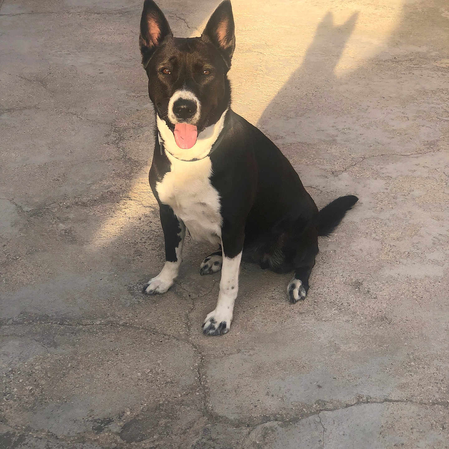 Nala