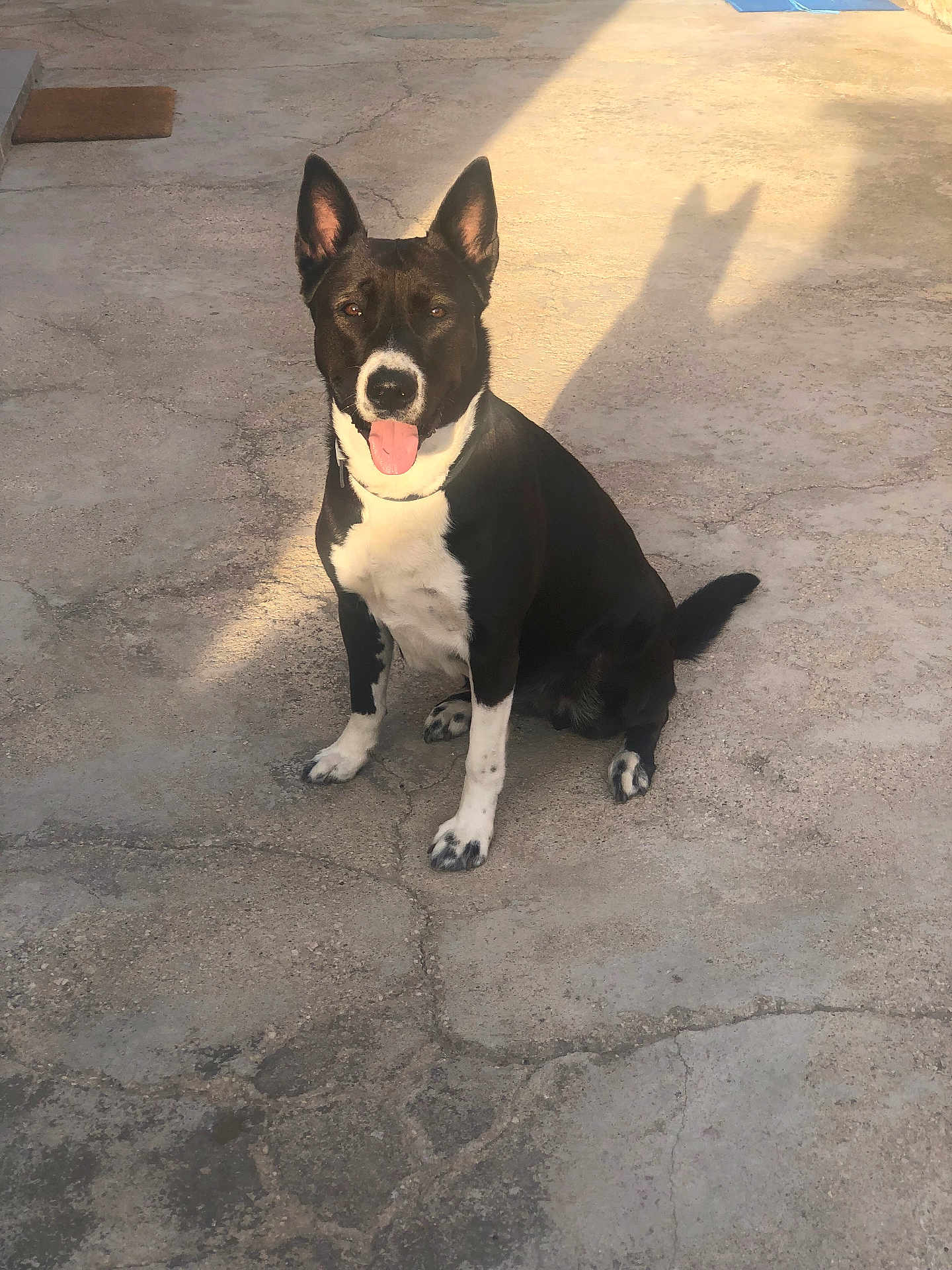 Nala a rejoint le concours — aidez-le/la à gagner de superbes lots ! dog, black_and_white, sitting, tongue_out, shadow, concrete_floor, sunlight, outdoor, pet, animal, ears, happy, canine, playful, daylight, paw, domestic_animal, friendly, companion, alert