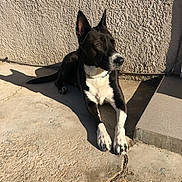 Nala a rejoint le concours — aidez-le/la à gagner de superbes lots ! dog, black_and_white, laying_down, sunlight, shadow, concrete, wall, outdoor, pet, alert, ears, paws, collar, quiet, resting, daylight, texture, animal, canine, side_view
