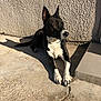 dog, black_and_white, laying_down, sunlight, shadow, concrete, wall, outdoor, pet, alert, ears, paws, collar, quiet, resting, daylight, texture, animal, canine, side_view