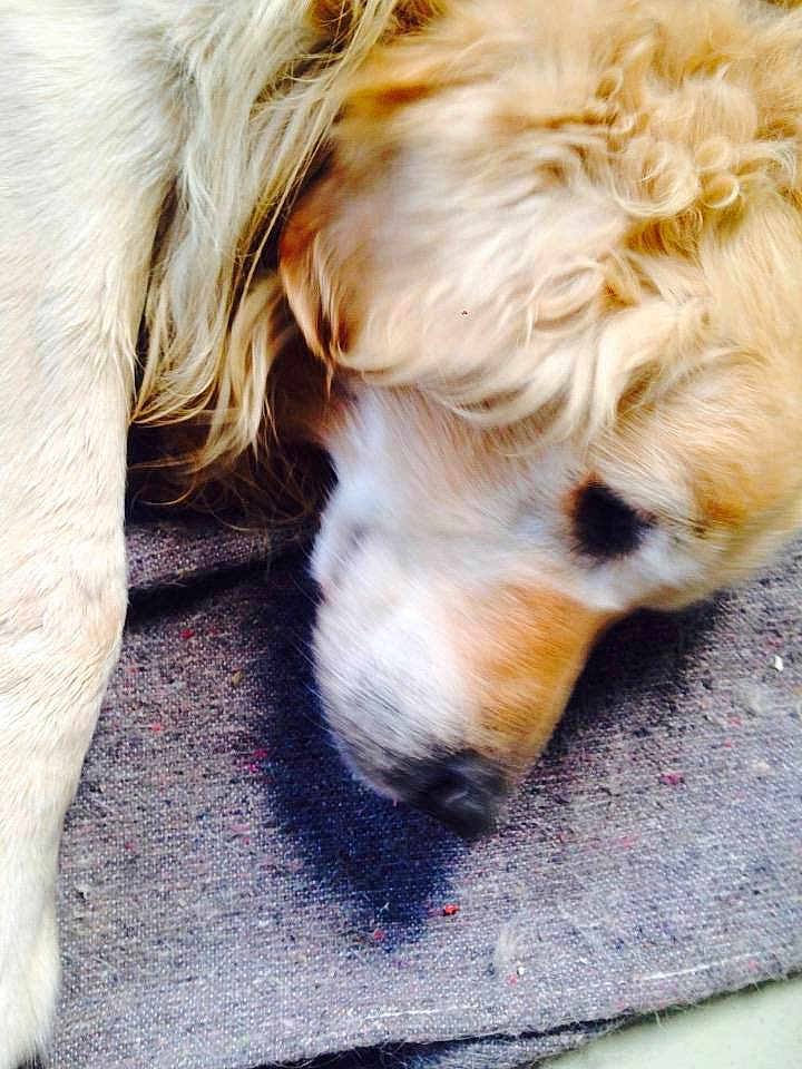 Samy