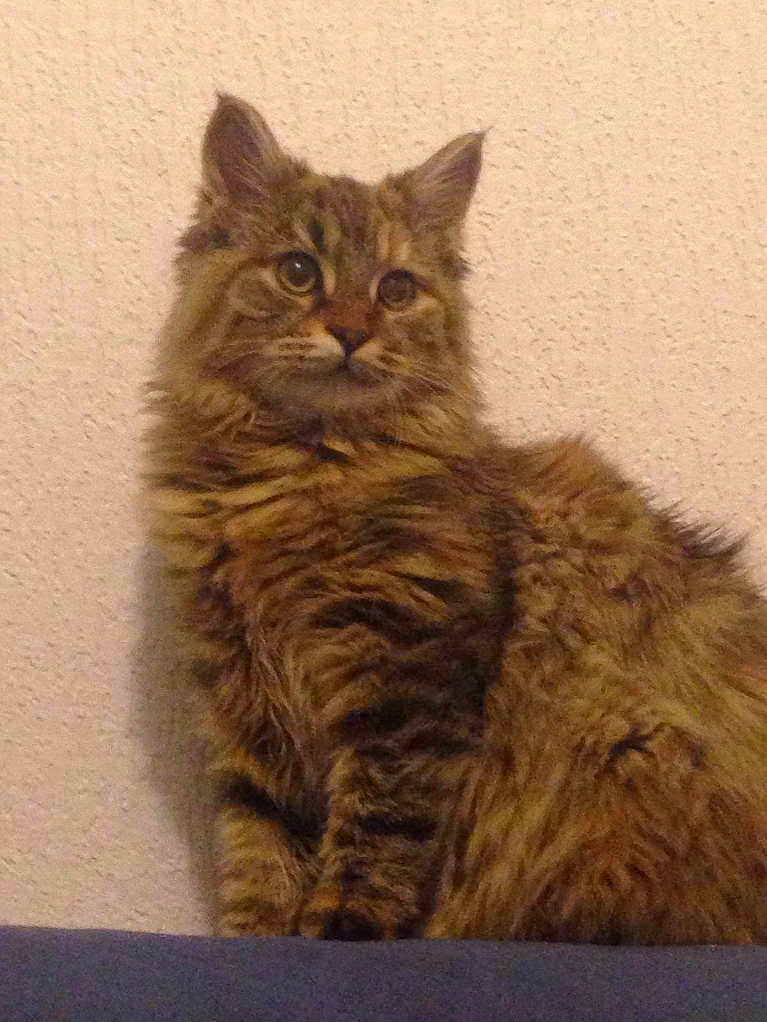 Capucine