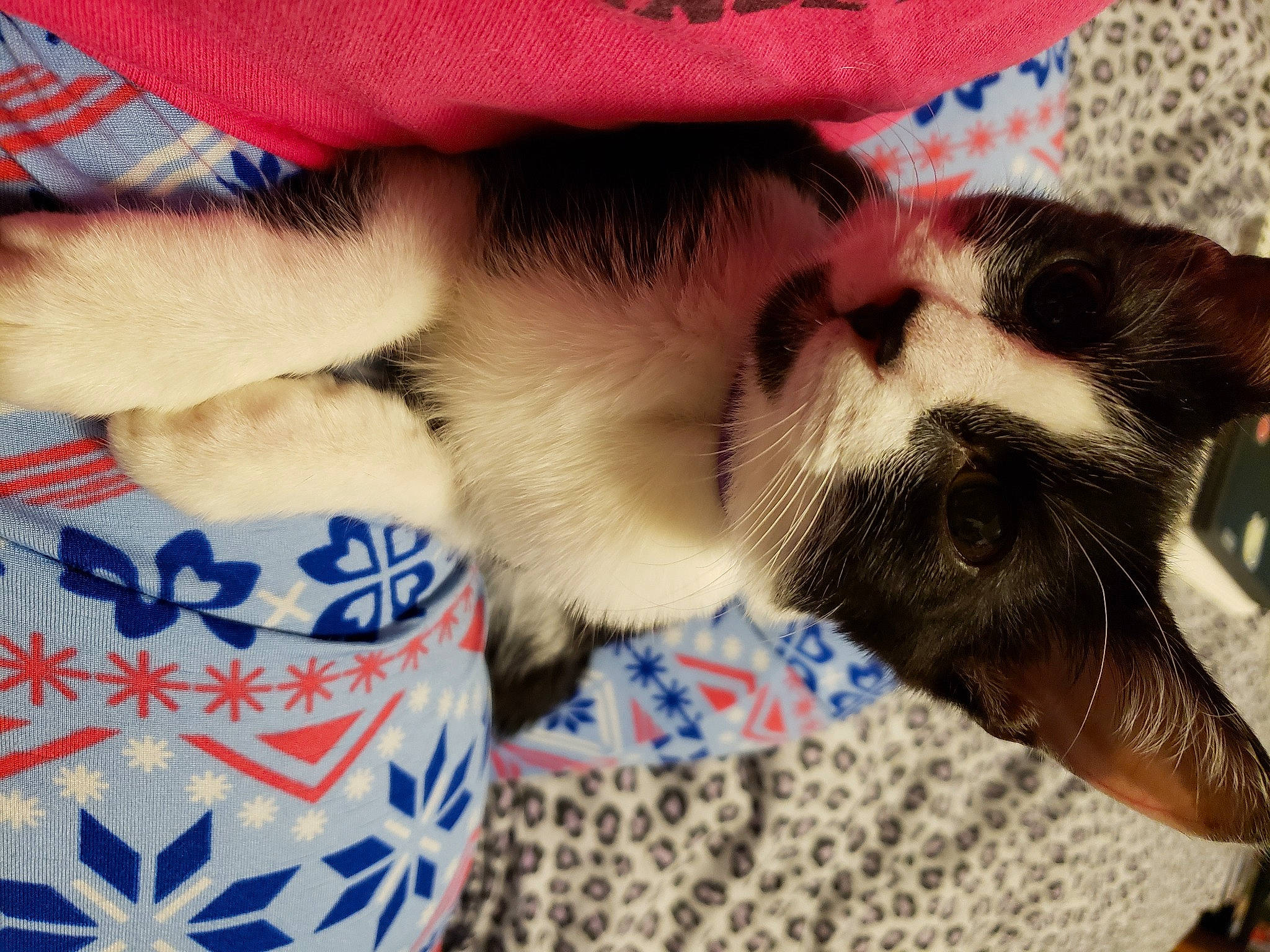 Ellis is registered to the contest to win money with this photo: canidae, carnivore, cat, companion_dog, dog, dog_breed, felidae, fur, nap, paw, puppy, puppy_love, shih_tzu, small_to_medium_sized_cats, sporting_group