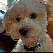 Obi joined the competition — help win amazing prizes! dog, pet, fluffy, collar, indoor, close_up, curly_fur, light_color, animal, cute, domestic_animal, face, furry, companion, mammal, portrait, looking, house, window, background