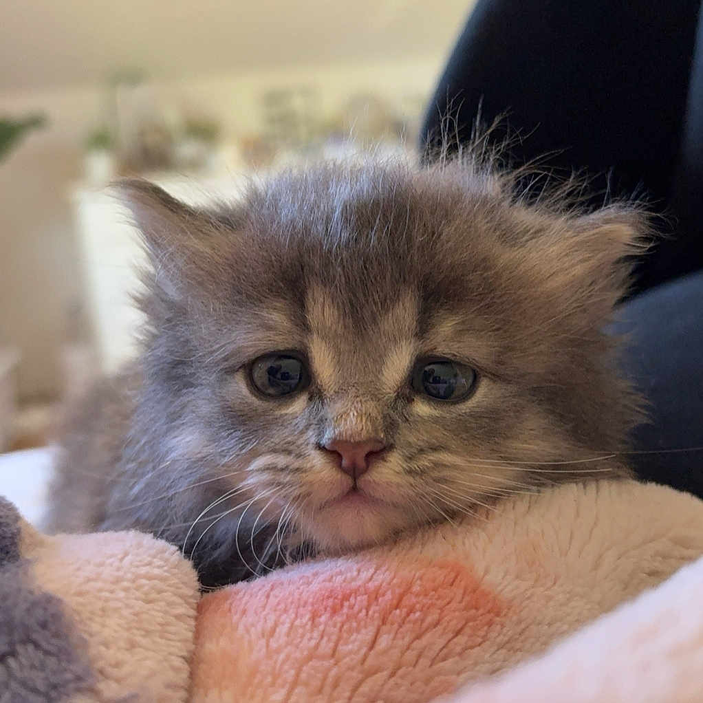 Fluff joined the competition — help win amazing prizes! abyssinian, angora, animal, armchair, blanket, cat, chair, couch, furniture, kitten, manx, pet, siamese