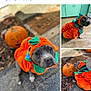 dog, costume, pumpkin, halloween, pet, orange, green, outdoor, floor, tile, concrete, leaf_litter, animal, cute, portrait, fall, seasonal, decor, funny, pet_clothing