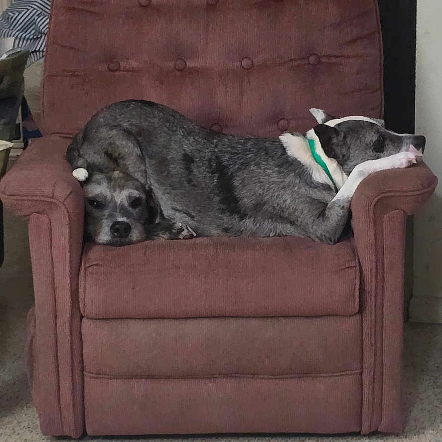 Monroe is registered to the contest to win money with this photo: animal, armchair, black_and_white, brown, carpet, chair, collar, cozy, dog, dogs, funny, furniture, home, indoor, pet, portrait, relaxed, resting, sleeping, small_dog