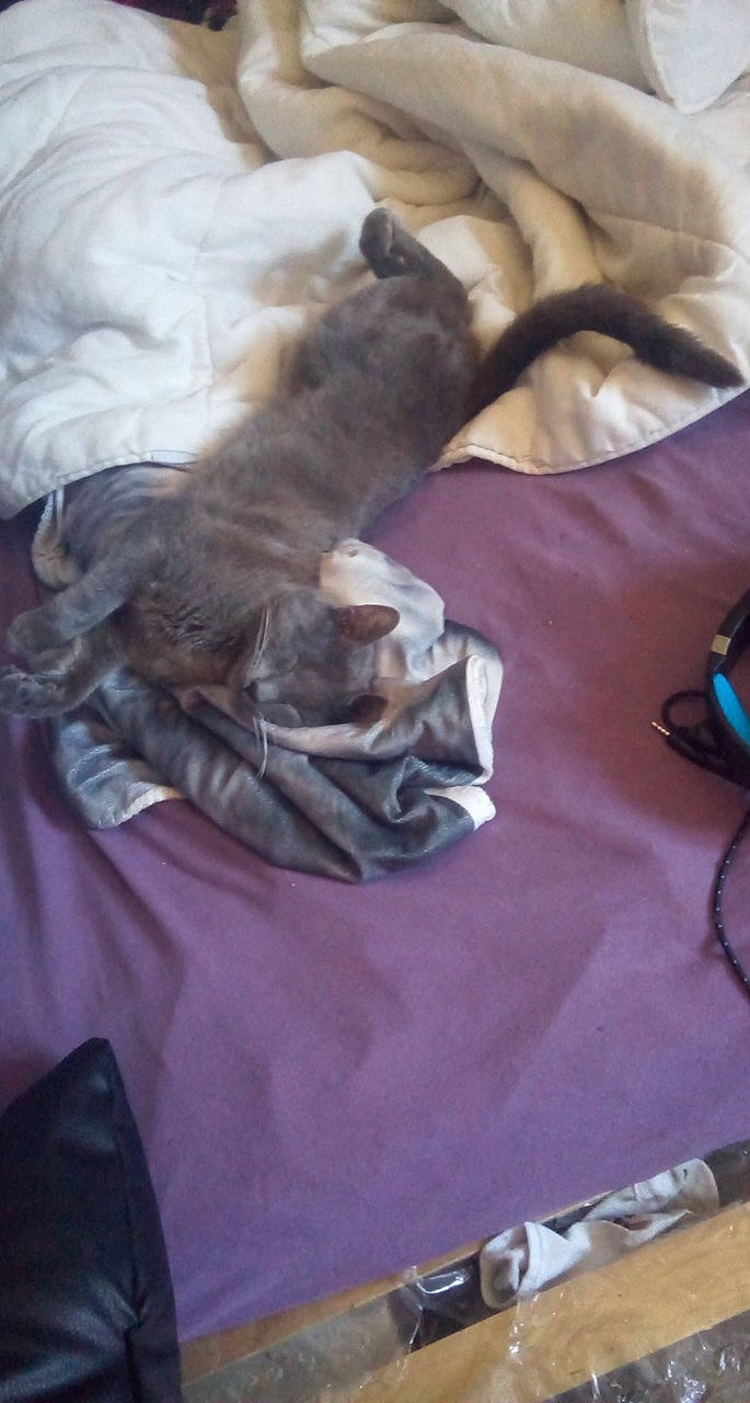 Silver a rejoint le concours — aidez-le/la à gagner de superbes lots ! canidae, carnivore, cat, dog_breed, felidae, kitten, puppy, russian_blue, shih_tzu, small_to_medium_sized_cats, whippet